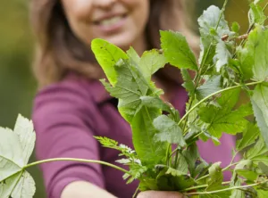 Wat is Making sense(s) of herbs?